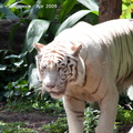 20090423 Singapore Zoo  86 of 97 